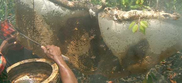 Honey Collection in Sundarbans