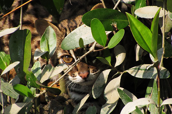  A rare sighting of a leopard cat (Prionailurus bengalensis) occurred next to Lawdobe forest office on the morning of 16 Jan