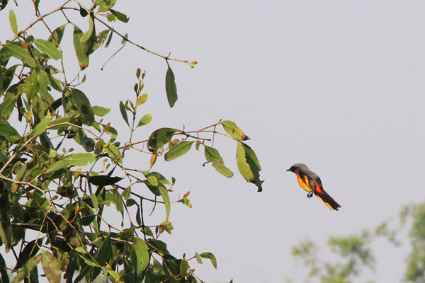  A flock of scarlet minivet was browsing on a Keora tree in the Sundarbans Mangrove forest. January 2017