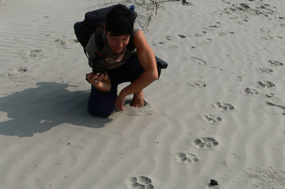 tigertrail