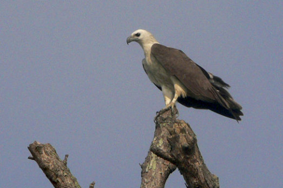 wb-eagle