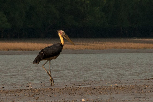 ad-stork